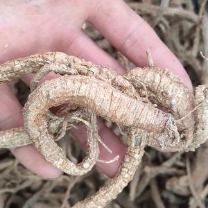 中药材云南独活九眼独活九股牛松皮九股牛牛尾独活蜜油参整株干货