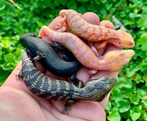 蓝舌蜥宠物活体活物石子守宫龙蜥蜴斑帆大小型好养幼体饲料粮食活