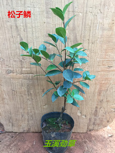 松子茶花