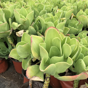 柠檬卷老桩多肉植物基地捡漏花园阳台楼顶庭院露养盆栽一件包邮