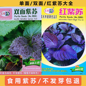 大叶紫苏种籽子双面可食用紫苏籽种盆栽种植四季籽种蔬菜孑苏子叶