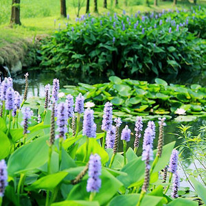 禅境花园水生植物图片