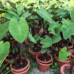 水培芋苗魔芋水生植物阳台庭院池塘水池净化水质绿植青芋紫芋盆栽