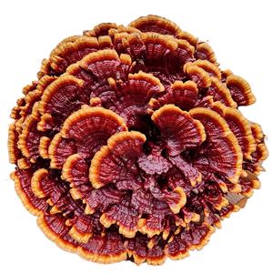 半野生特大灵芝花观赏摆件红花灵芝盆景花灵芝赤芝干货一朵