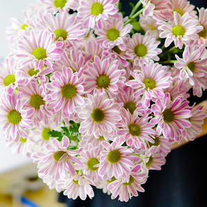 虹越多头菊切花小菊盆栽苗网红多色条纹粉三文鱼室内阳台窗台预售