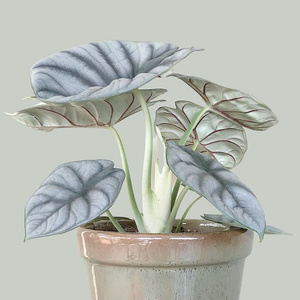 海芋盆栽网红绿植ins风萨利安海芋绿天鹅绒海芋室内阳台好养