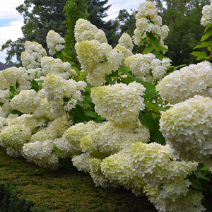 圆锥绣球欧洲木绣球盆栽苗阳台庭院树中华木绣球花苗耐热好养夏季