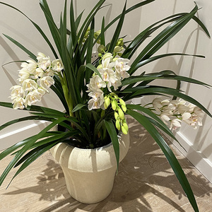 年宵花白玉香兰精品兰花带花苞有香味大花惠兰室内盆栽花卉好养