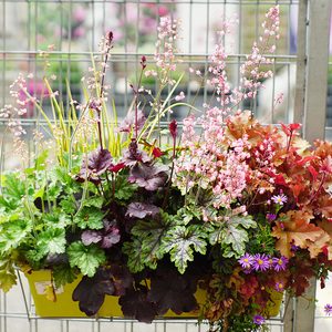 【虹越】花园植物矾根盆栽 庭院耐寒彩叶小盆栽多年生宿根