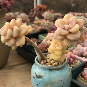 【孤品】美杏锦老桩多肉 一物一拍 多肉植物 云南精品