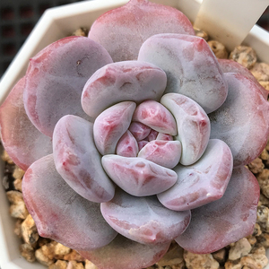 【孤品】星影 一物一拍 多肉植物 云南精品风中草多肉