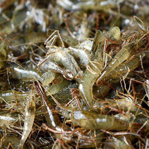 龙鱼 罗汉 虎鱼饲料鱼食河虾野生小河虾活虾速冻次日发货顺丰到付