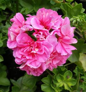 天竺葵粉红地图