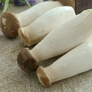 美食慢生长现采现发会呼吸秀小新鲜鸡腿菇杏鲍菇 食用菌类蔬菜