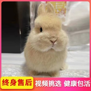 宠物兔子荷兰纯种双血统侏儒兔子长不大小孩子好养垂耳兔小体活物