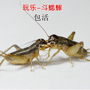 tb250600752淘宝台湾双斑蟋蟀黄斑斗虫油葫芦鸣虫野生格斗大蛐蛐