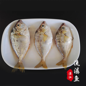 湛江硇洲岛当天海捕鲜活流潺鱼 新鲜小海鱼 煮汤清蒸海鲜流顺鱼