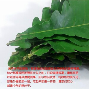 野生新槲叶大柞树叶子玻璃叶野生槲叶菠萝叶粽子叶100张包邮