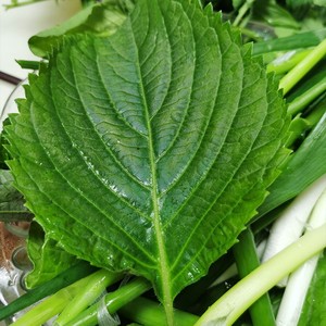 山苏子叶