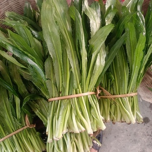 云南德宏 新鲜蔬菜老缅芫荽 傣家特色佐料阿佤芫荽 蘸水凉拌半斤