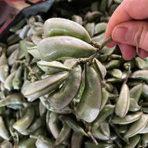 云南德宏老品种小茶豆,新鲜茶豆豆角蔬菜露天种植不打农药
