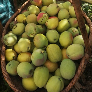 新鲜上市 云南嫩木瓜 脆木瓜小木瓜 凉拌酸脆500克