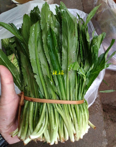 云南德宏 新鲜蔬菜老缅芫荽 傣家特色佐料阿佤芫荽 蘸水凉拌半斤