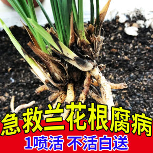 兰花烂根专用药茎腐根腐病烂根沤根死苗土壤杀菌剂兰花生根根腐灵