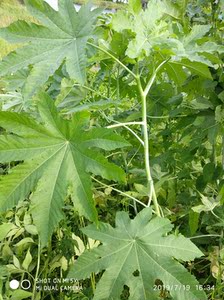 野生蓖麻叶 新鲜白蓖麻杆草麻青草药白梗蓖麻子叶子现采500克包邮