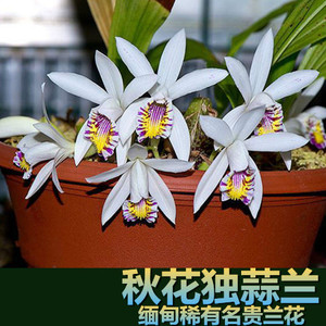 秋花独蒜兰 缅甸稀有名贵附生兰花绿植盆栽 半斤 一斤