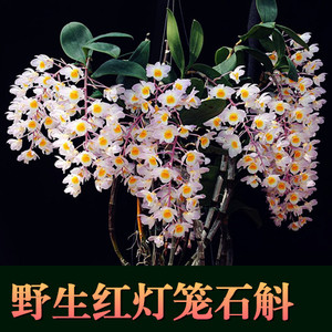 野生红灯笼石斛(包邮 外国稀有名贵石斛苗) 500克一斤