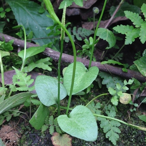 001人付款天猫中药材一支箭50克小叶青藤蛇咬子 瓶儿草一枝箭yzj中