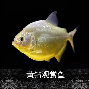 黄钻水虎鱼