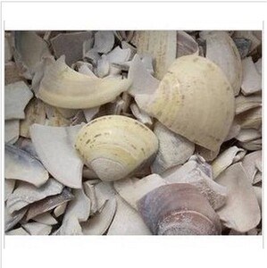 中药材 蛤壳 海蛤壳 文蛤海蛤壳 500克