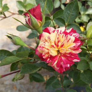 法国阳台红黄条纹微型多头 发夹月季 有香味灌木多季开花盆栽花卉