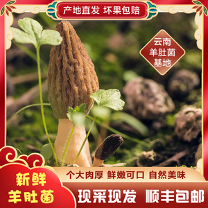 羊肚蘑菇菌