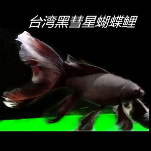 台湾蝴蝶锦鲤苗