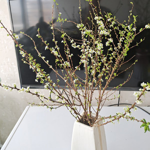 雪柳鲜枝干支枝盆栽水培植物鲜花卉室内遇水开花树苗绿植银柳真花