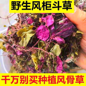 野生风柜斗草特级干品正宗福建深山风鼓草风谷草风骨草楮头红250g
