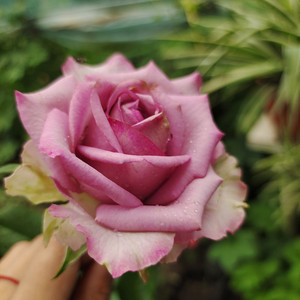 冷美人月季花苗紫色玫瑰切花大花浓香四季开花阳台花卉盆栽植物