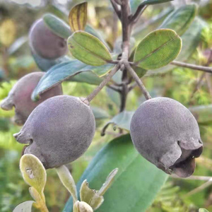 捻子果500g新鲜水果桃金娘黑大果多尼捻子棯子山念岗菍山稔子生吃