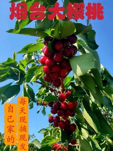 山东烟台大樱桃原产地现货直发当季新鲜水果自家果园露天车厘子