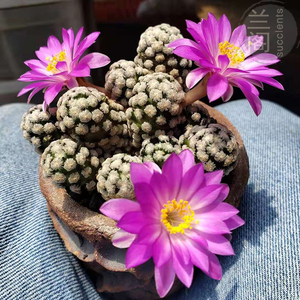 qwer742939淘宝松笠团扇仙人柱 创意无刺仙人球开花小盆栽 可爱迷你