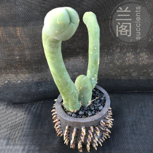 904人付款淘宝程程柱 jj柱 仙人掌科仙人柱 不正经