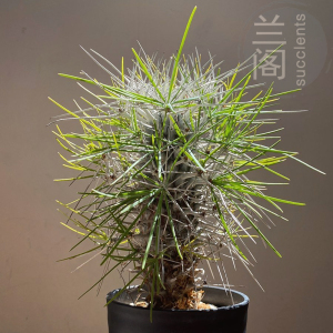 马达加斯加龙 金棒的木 龙树科 带长刺奇特块根 稀有多肉植物