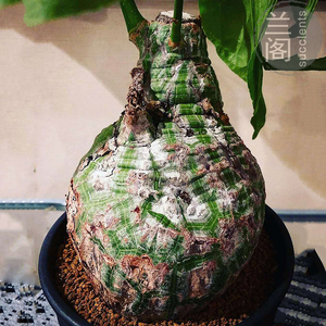 000人付款淘宝龟甲木棉实生块根 大苗出龟纹 多肉植物