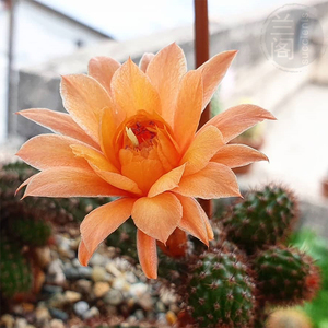 红刺金钮 仙人掌科黄金钮 金丝猴尾柱 开花美丽 垂吊多肉植物盆栽