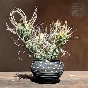 松笠团扇有根仙人球开花好看防辐射多肉绿植开花纸质武藏野1人付款19