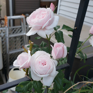 经典国月粉妆楼玉玲珑 古典玫瑰灌木月季 粉色强香