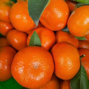 重庆巫山正宗默科特w柑橘现摘现发当季薄皮桔子新鲜孕妇水果包邮